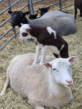 Lamm x2 2025.jpg